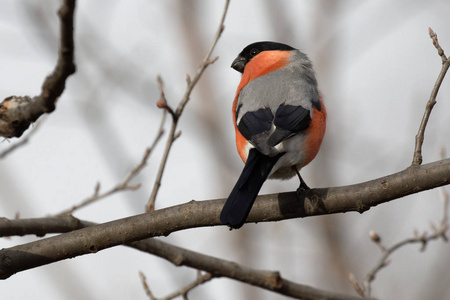 可爱的 bullfinch 坐在树枝上