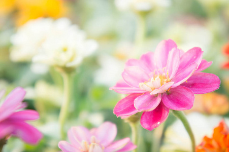 在花园 花百日草 颜色自然背景中粉红色花