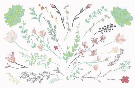 多彩的绘制的草药 植物和鲜花。矢量图