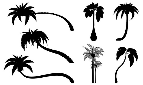 用树叶成熟的和年轻的植物来设置热带棕榈树。黑色剪影被隔离在白色背景上。向量。棕榈图标