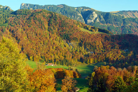 Gruye 阿尔卑斯山秋季森林景观