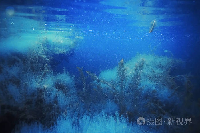 海底海藻和珊瑚照片-正版商用图片0nn95h-摄图新视界