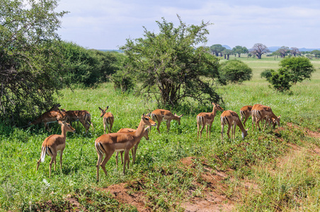 在坦桑尼亚的塔兰吉雷公园黑斑羚组