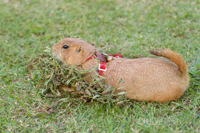 草原犬鼠躺在绿色的操场上