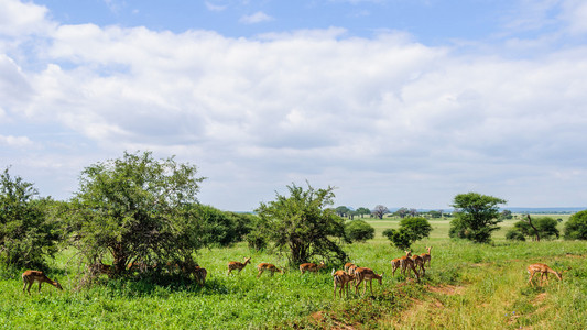 在坦桑尼亚的塔兰吉雷公园黑斑羚组
