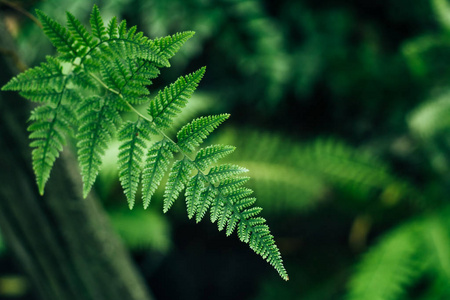 蕨叶得知或蕨类植物图片