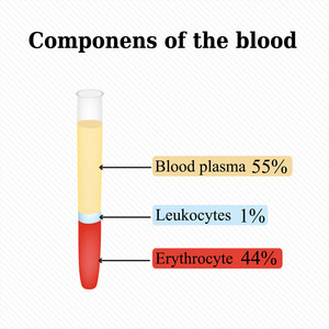 血液中的组件。信息图表。矢量图