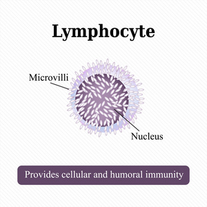 解剖结构 limfotsita。Kletka 血液。矢量图