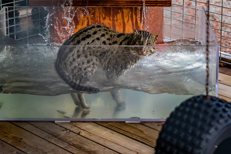 野生钓鱼猫在一个避难所的水箱里