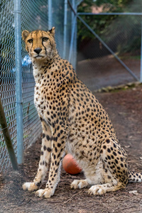 在庇护所的笼子里的野猎豹