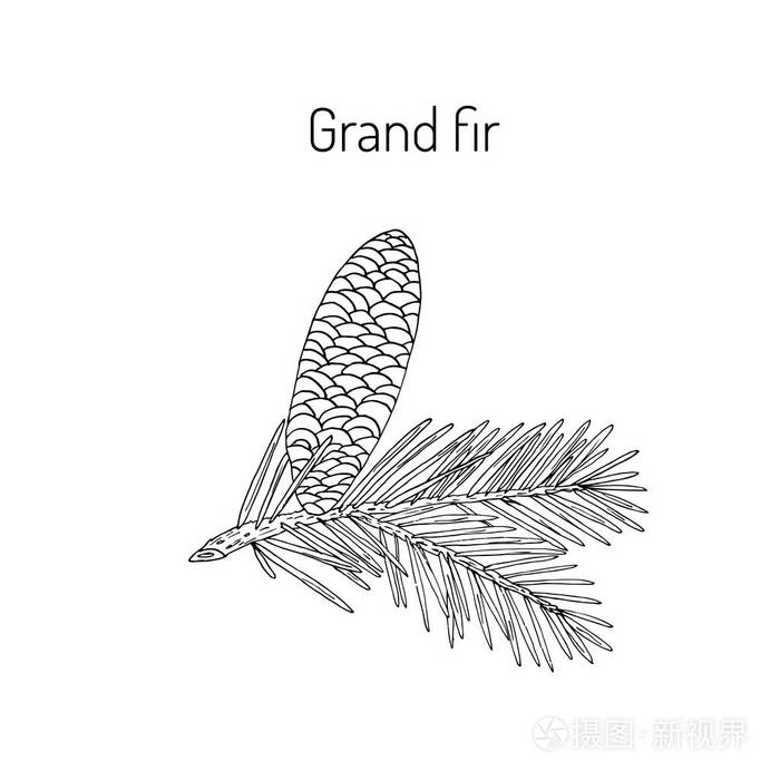 大银冷杉