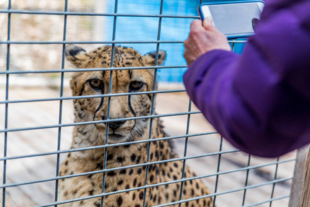 野生猎豹在一个庇护所的笼子和游客拍照