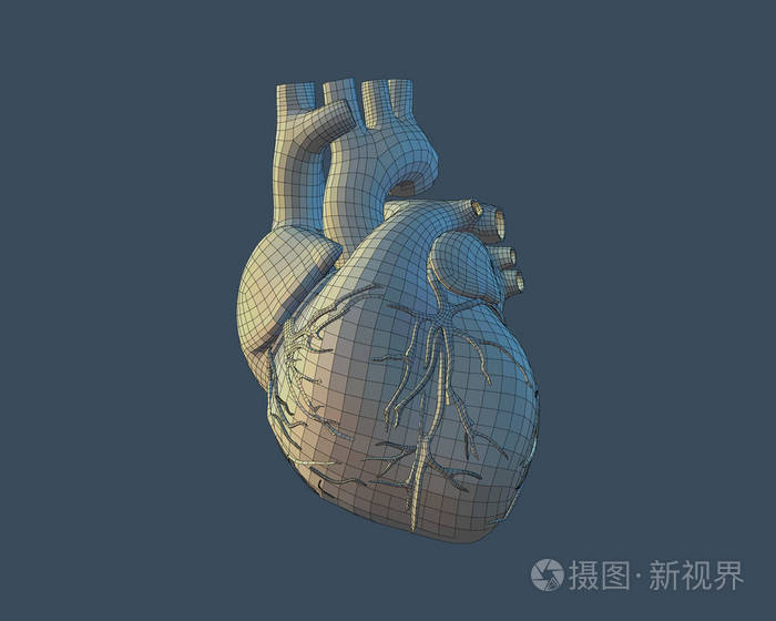 3d 人的心脏与线框在蓝色 bg