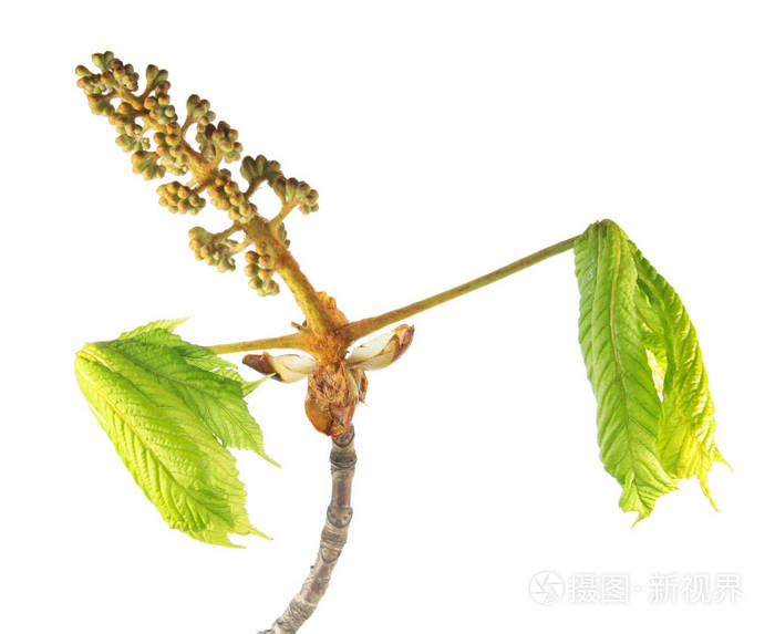 马板栗花芽与孤立的白色背景上的绿色幼叶的分支