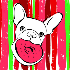 牛头犬 狗 动物 法语 矢量 插画 宠物 可爱，绘图，小狗的品种