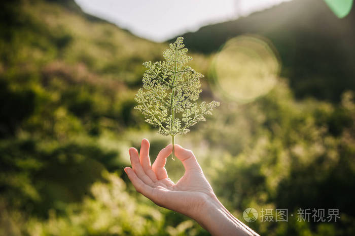 女孩的手握住他的手指在阳光下发光的植物的树枝