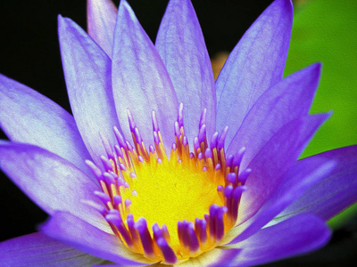 油画质地中的紫色睡莲花