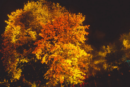 树在黑暗中以红色和橙色突出显示。艺术 insta
