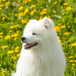 萨摩耶犬草的绿色背景上的美丽的画像