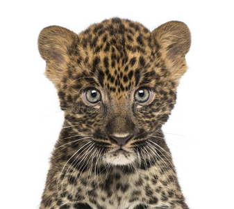 一只斑点豹幼崽在镜头前的特写镜头