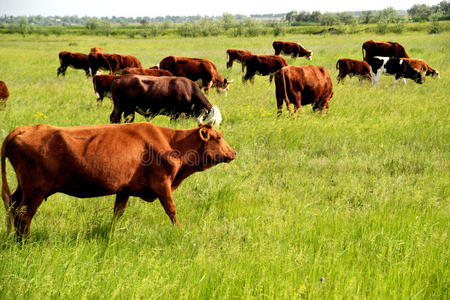 牧场上的奶牛。 充满活力的颜色。