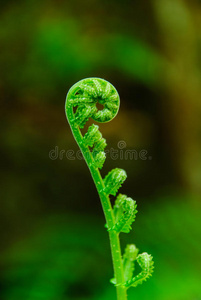 蕨类植物