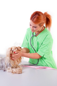 宠物 医学 检查 猎犬 动物 医生 照顾 可爱的 护士 考试