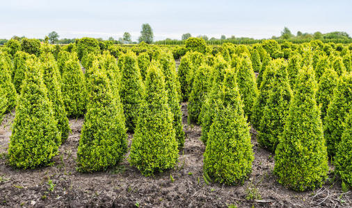 荷兰某专业苗圃的圆锥形黄杨灌木丛