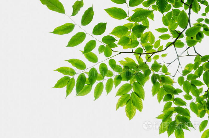 白绿色壁纸,壁纸图片大全 白底树叶