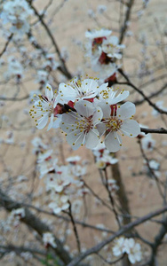 盛开的树, 美丽的白色 flowes