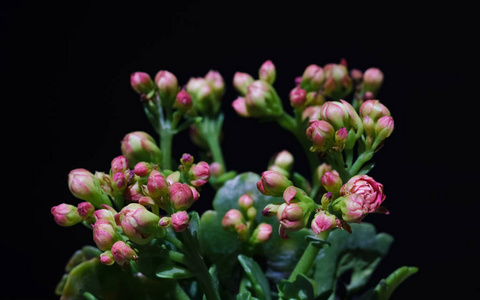 粉红花长寿热带多汁植物的宏观特写
