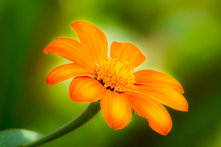 橙色雏菊花
