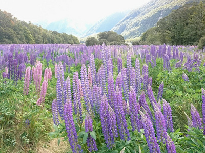 新西兰羽扇花卉田夏季自然景观