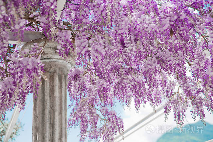 盛开的紫藤紫罗兰花白色的柱子春天的紫色