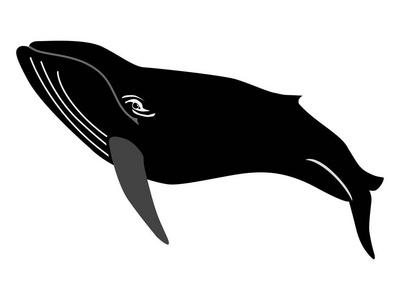 鲸鱼的剪影