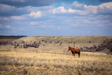 马在田里吃草。景观