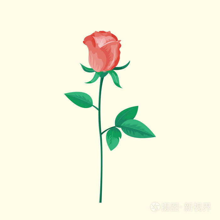 色玫瑰花可以用作贺卡, 婚礼生日邀请卡和其他假期夏季天然植物矢量图
