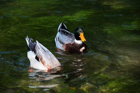 两个美丽的雄性鸭子