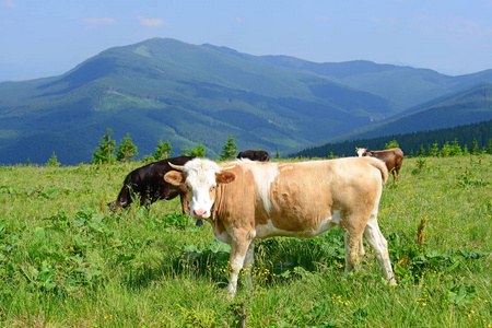 夏季高山牧场上牛