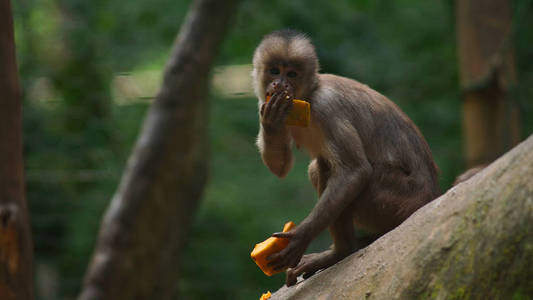白额卷尾猴吃木瓜。共同的名字 单声道 capuchino。科学名称 总线大