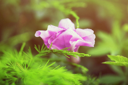 明亮的粉红色单花与纯绿色背景图片