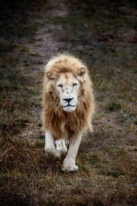 美丽的白狮子。在大草原的凯撒。烧焦的草