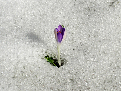 番红花在草地上，融化的雪水