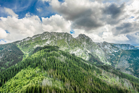 全景的春景，山山脉覆盖松林