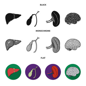 肝胆囊肾脑人体器官集合图标黑色, 平, 单色矢量符号股票插画网站
