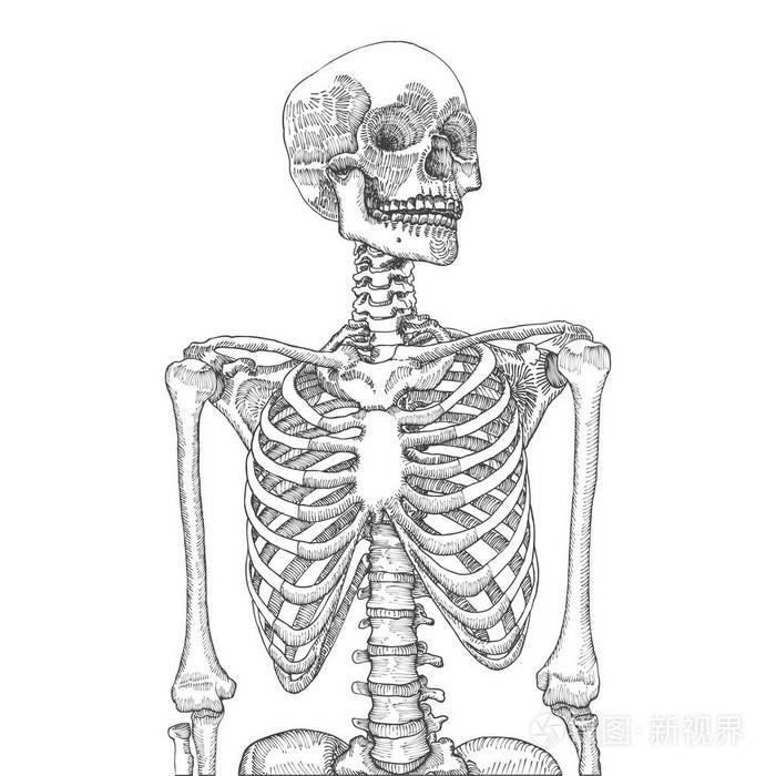 与头骨素描人体胸腔