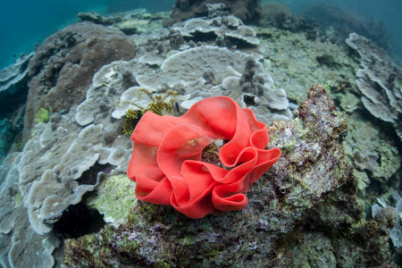 西班牙舞者的彩色彩蛋 nudibranch 在 Ampat 的珊瑚礁上脱颖而出。由于海洋生物多样性, 这个热带地区被称为珊瑚三角