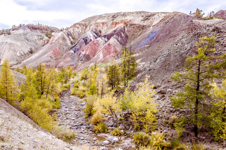 五颜六色的红色岩石与黄色树。阿尔泰山脉的秋天