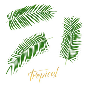 热带棕榈叶。一套孤立的外来树叶设计元素