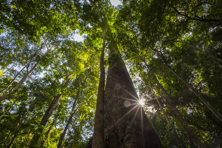 泰国国家公园热带森林中的大树